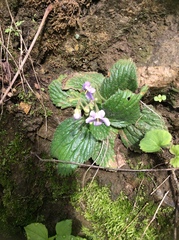 Dorcoceras hygrometricum