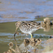 Wilson's Snipe - Photo (c) Jamie Chavez, some rights reserved (CC BY-NC)