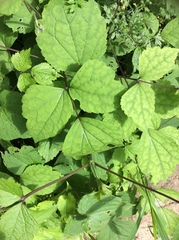 Clematis heracleifolia