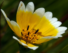 Layia chrysanthemoides