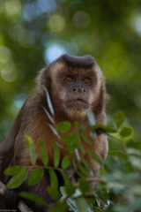 Sapajus nigritus