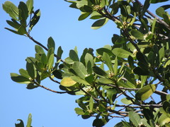 Drimys winteri winteri