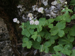 Astrantia pontica