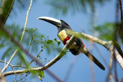 Pteroglossus aracari