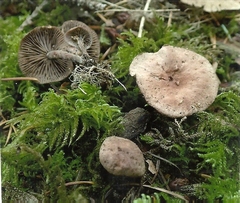 Gymnopus foetidus