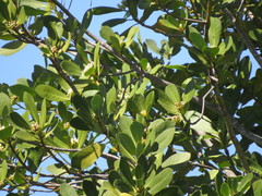 Drimys winteri winteri