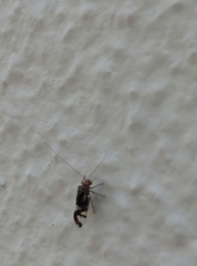 Cerastipsocus trifasciatus