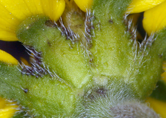 Layia chrysanthemoides