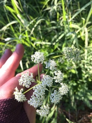 Ligusticum grayi