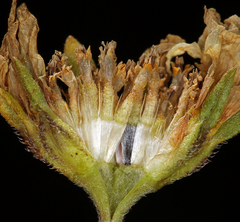 Layia chrysanthemoides