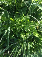 Ligusticum grayi