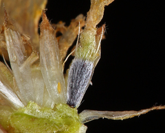 Layia chrysanthemoides