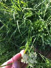 Ligusticum grayi