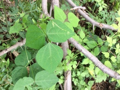 Amphicarpaea edgeworthii