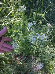 Ligusticum grayi
