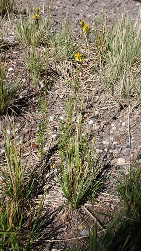 Image of Bidens tenuisecta by no rights reserved