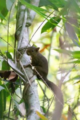 Sciurus aestuans ingrami