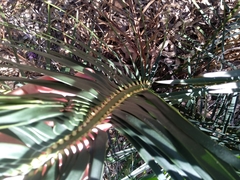 Macrozamia spiralis