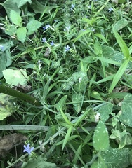 Palmerella debilis serrata