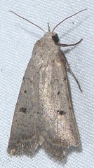 Abagrotis trigona