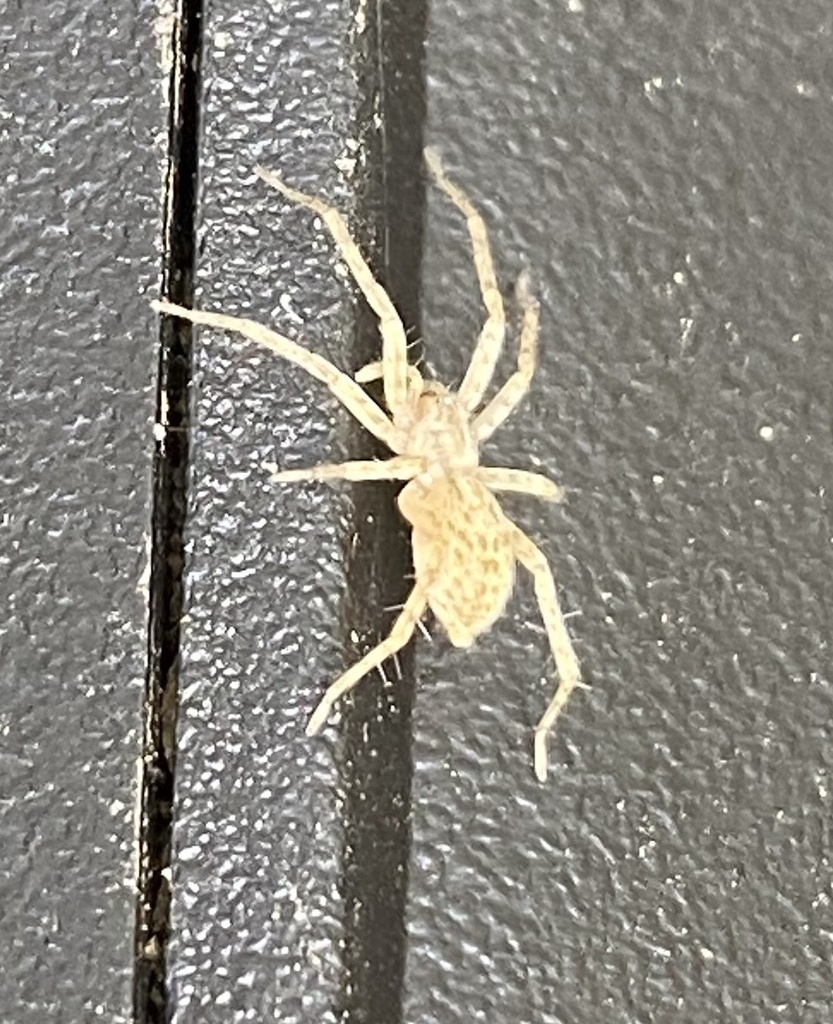garden ghost spider from E Cleburn St, Fayetteville, AR, US on
