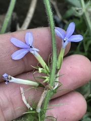 Palmerella debilis serrata