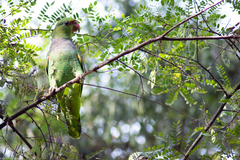 Amazona vinacea