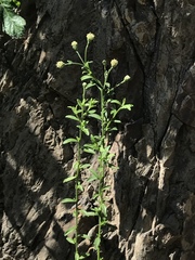 Baccharis plummerae plummerae