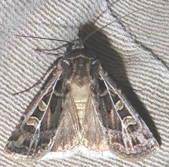 Euxoa divergens