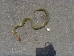 Rhabdophis leonardi