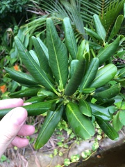 Myrsine cubana