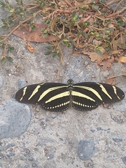 Heliconius charithonia