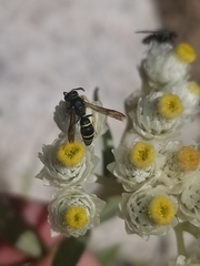 Ancistrocerus albolacteus