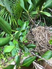 Myrsine cubana