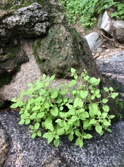 Sedum stellariifolium