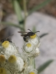Ancistrocerus albolacteus