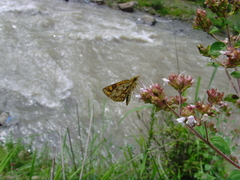 Carterocephalus alcinoides