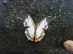 Carterocephalus alcinoides