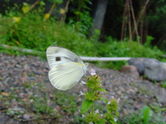 Carterocephalus alcinoides