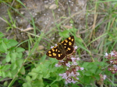Carterocephalus alcinoides