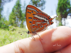Lycaena li