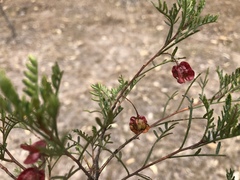 Dodonaea sinuolata sinuolata