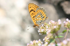 Melitaea yuenty
