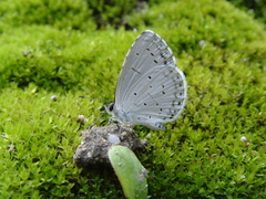 Celastrina argiolus