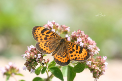 Melitaea yuenty