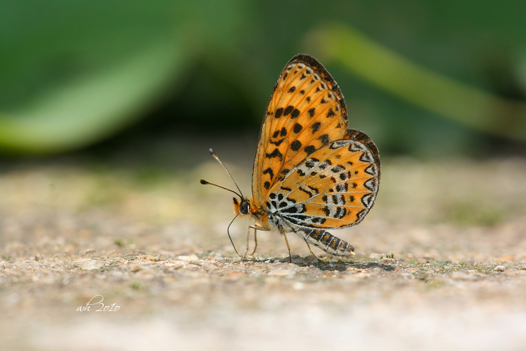 Melitaea yuenty