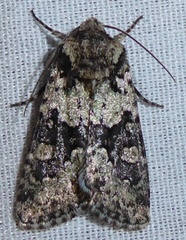 Lacinipolia strigicollis