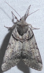 Cosmia praeacuta