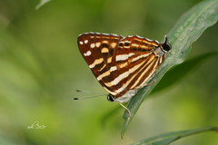 Dodona maculosa
