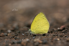 Eurema laeta